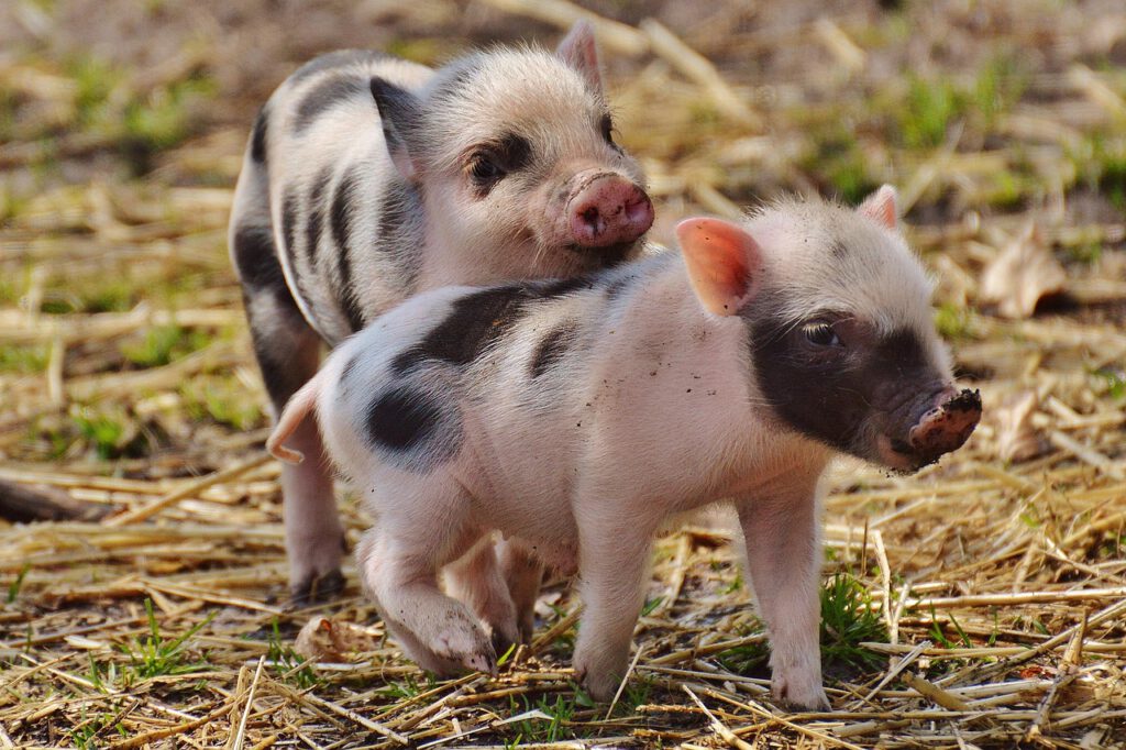 Junges Schwein