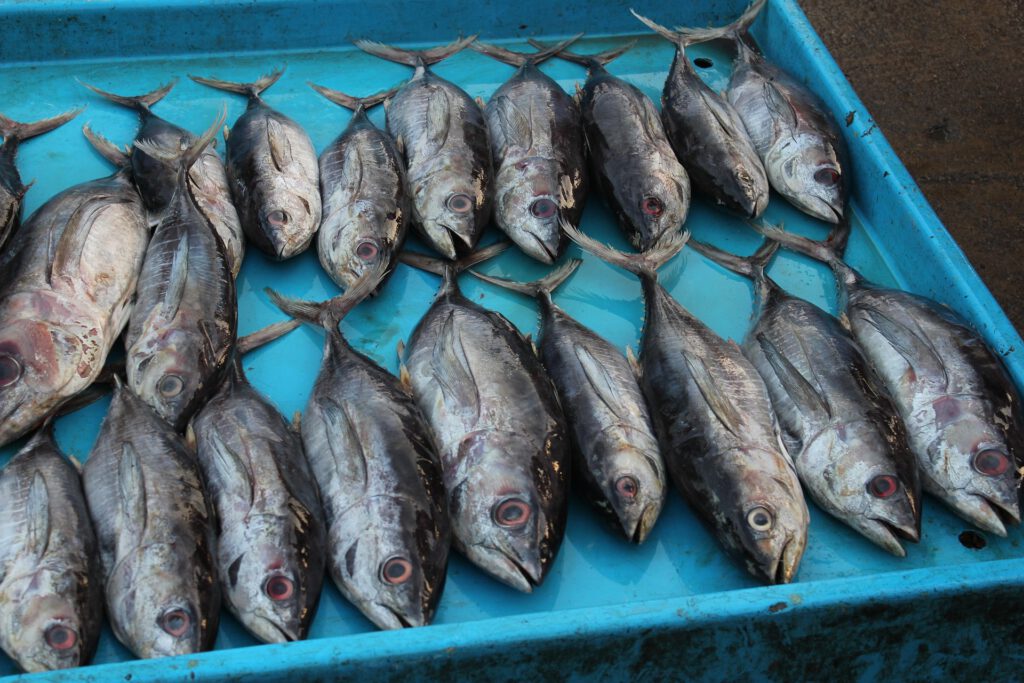 Fische auf einem Fischmarkt